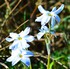 Fleurs blanches