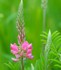 Sainfoin