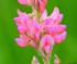 Sainfoin