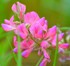 Sainfoin