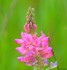 Sainfoin