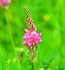 Sainfoin