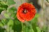 Coquelicot