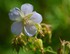 Fleurs des Pyrénées