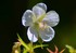 Fleurs des Pyrénées