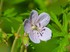 Fleurs des Pyrénées