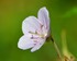 Fleurs des Pyrénées