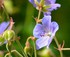 Fleurs des Pyrénées