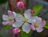 Fleurs de pommier