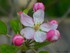 Fleurs de pommier