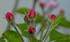 Fleurs de pommier