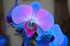 Orchidée