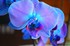 Orchidée