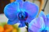 Orchidée