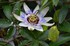 Passiflore