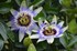 Passiflore