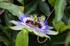 Passiflore