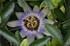 Passiflore