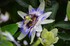 Passiflore