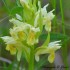 Orchis blanc-jaunâtre