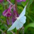 Phalène blanche – Geometridae