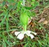 Le Compagnon blanc (Silene latifolia)