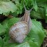 L'Escargot de Bourgogne