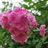 Les Phlox de mon jardin