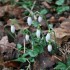 Les Perce-neige