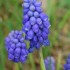 Le Muscari Neglectum