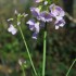 La Cardamine des Prés