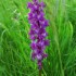L' Orchis Mâle