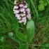 L'Orchis Pourpre