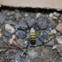 L'Argiope frelon
