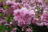 Le Cerisier Fleurs
