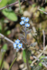 Le Myosotis hérissé