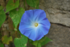 Le Liseron Bleu