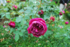 Les roses de Marville