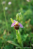 L'Ophrys Abeille, ... encore une Orchidé