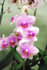 Les Orchidées se découvrent ... à Orléan