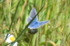Un papillon bleu : l'Azuré du serpolet