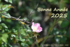 BONNE ANNEE 2025 !