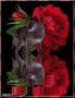 Le loup a la Rose