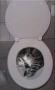 Toilette Occuper