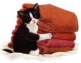 Questions 4 : As tu un chat ch