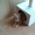 Minou