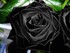 Les roses noires