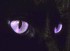 Purple gothic