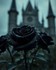 Dark Roses