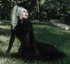 Victorian goth
